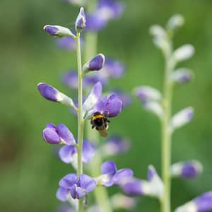 Baptisia australis