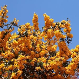 Berberis darwinii