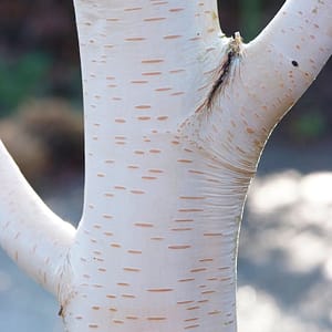 Betula Jacquemontii