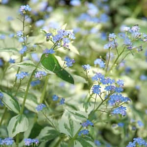 Brunnera Dawson’s White