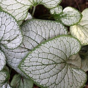 Brunnera Jack Frost