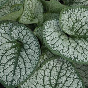 Brunnera Sea Heart