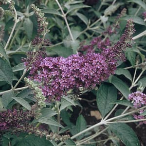 Buddleja Lochinch