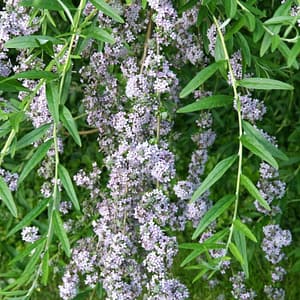 Buddleja alternifolia