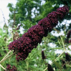 Buddleja Black Knight