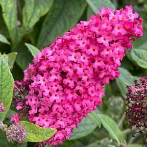 Buddleja Little Ruby