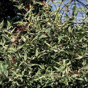 Buddleja Masquerade