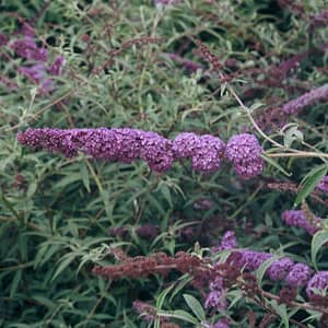 Buddleja Nanho Blue