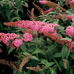 Buddleja Pink Delight