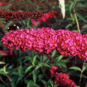 Buddleja Royal Red
