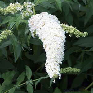 Buddleja White Profusion