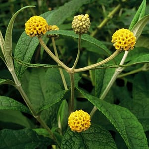 Buddleja globosa