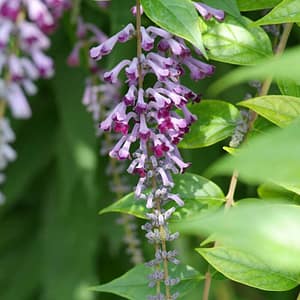 Buddleja lindleyana