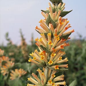 Buddleja tubiflora