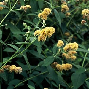 Buddleja × weyeriana Sungold