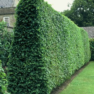 Carpinus betulus