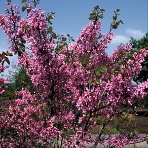 Cercis siliquastrum