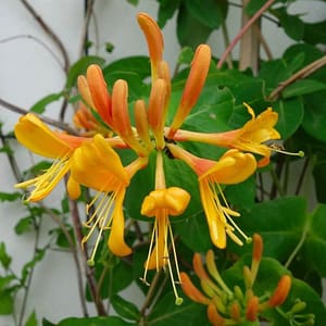 Lonicera henryi Copper Beauty