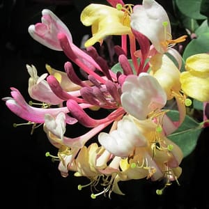 Lonicera Rhubarb and Custard