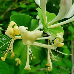 Lonicera Scentsation
