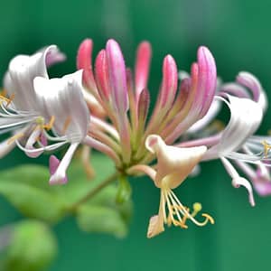 Lonicera Strawberries and Cream