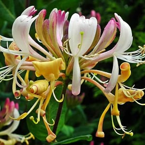Lonicera periclymenum