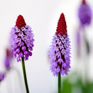 Primula vialii – Vial’s Primrose