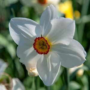 Narcissus Pheasant’s Eye