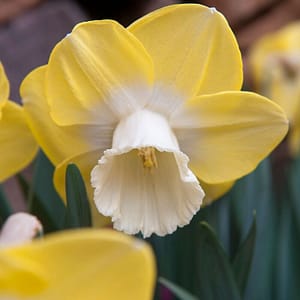 Narcissus Pipit