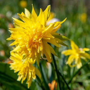 Narcissus Rip van Winkle