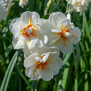 Narcissus Sir Winston Churchill