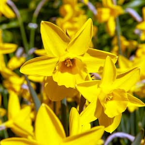 Narcissus Sweetness