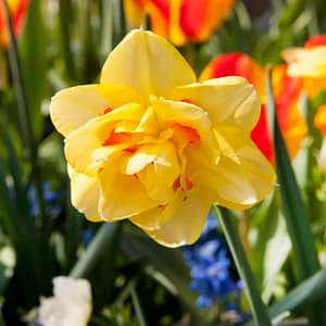 Narcissus Tahiti