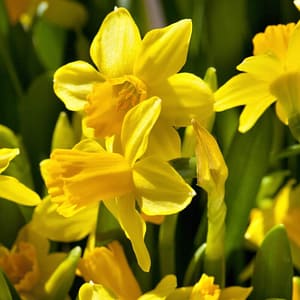Narcissus Tete a Tete