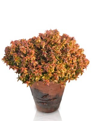 Abelia grandiflora 'Kaleidoscope' in a pot Abelia Kaleidoscope Abelia grandiflora ‘Kaleidoscope’