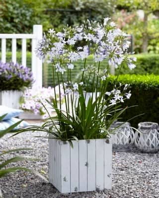 Agapanthus Twister Growing in a Pot Agapanthus africanus Twister