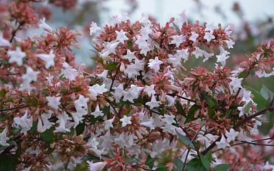 Abelia x grandiflora