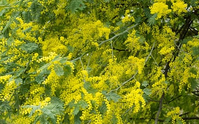 Acacia dealbata – Mimosa