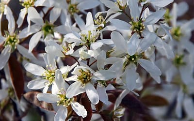 Amelanchier canadensis