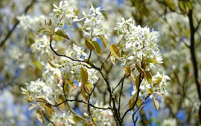 Amelanchier lamarckii