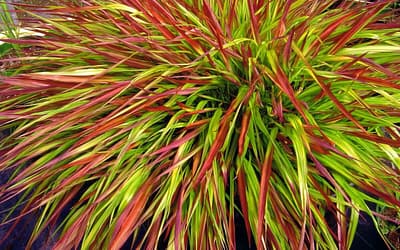 Hakonechloa Mulled Wine