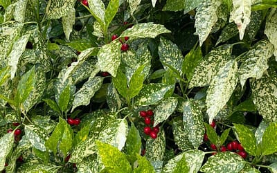 Aucuba japonica Variegata