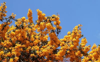 Berberis darwinii