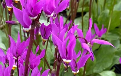 Dodecatheon Meadia