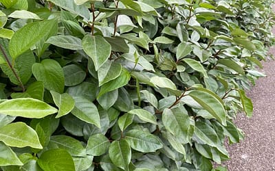 Elaeagnus x ebbingei