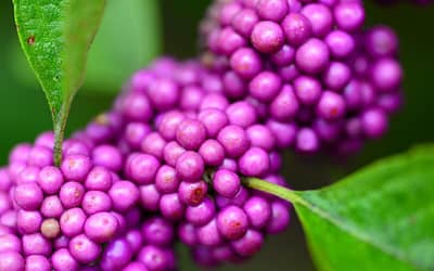 Callicarpa bodinieri Profusion
