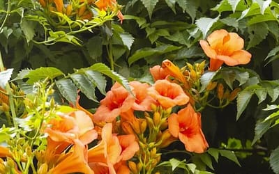 Campsis x tagliabuana Indian Summer