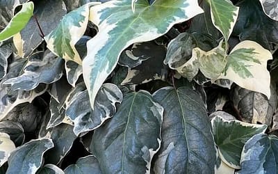 Hedera colchica Dentata Variegata
