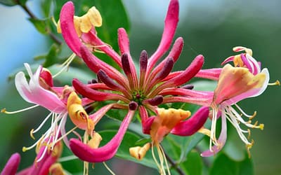 Lonicera x heckrottii American Beauty