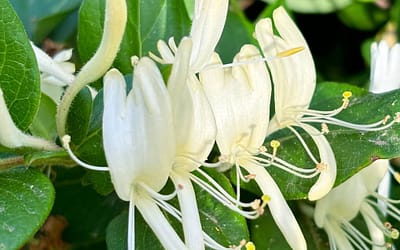 Lonicera Graham Thomas